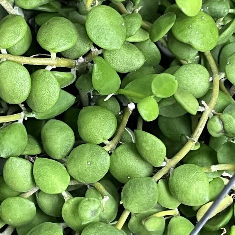 Dischidia Nummularis closeup