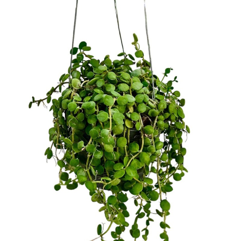 Dischidia Nummularis in Hanging Pot