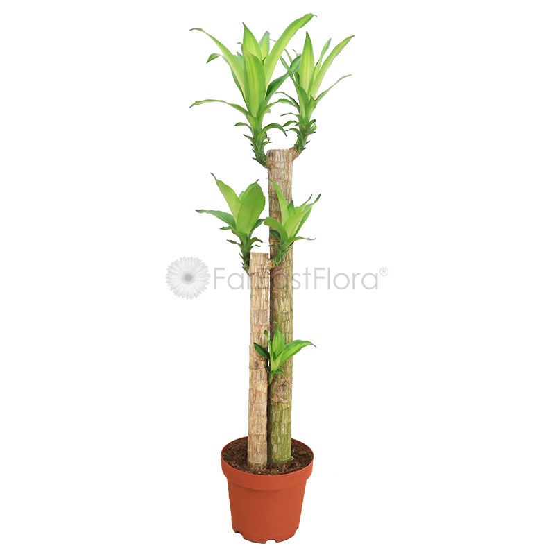 Dracaena Fragrans nonrepotted