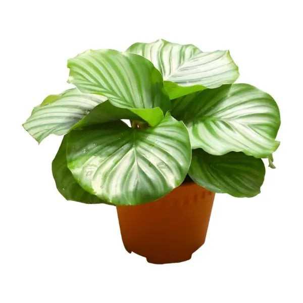 CALATHEA ASSORTED P15C (PR)