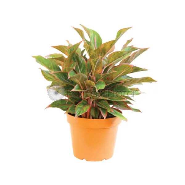 AGLAONEMA SIAM AURORA P240 GA)