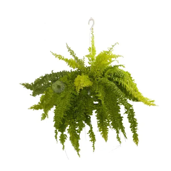 BOSTON FERN GOLDEN P22C (SH)