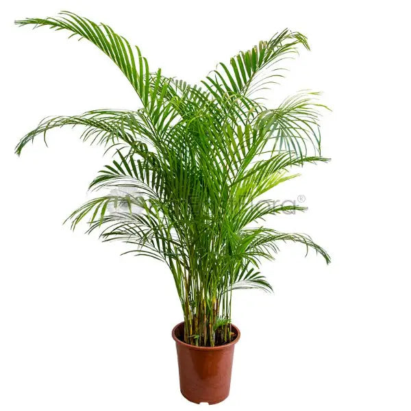 YELLOW PALM NO2 170-190CM (LTK/GH)