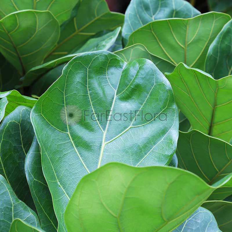 Ficus Lyrata closeup