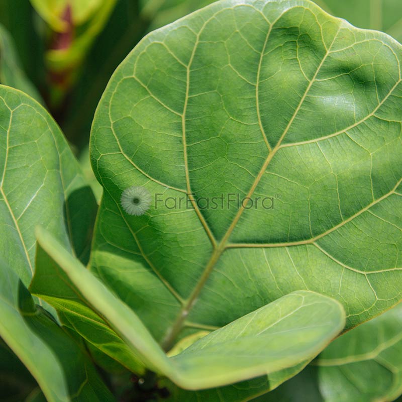 Ficus Lyrata (P17c)
