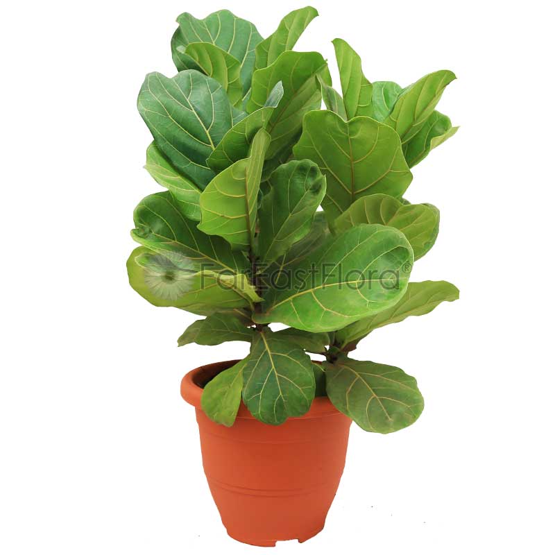 Ficus Lyrata (P31c)