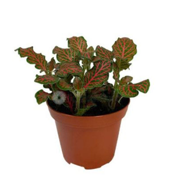 Fittonia Red