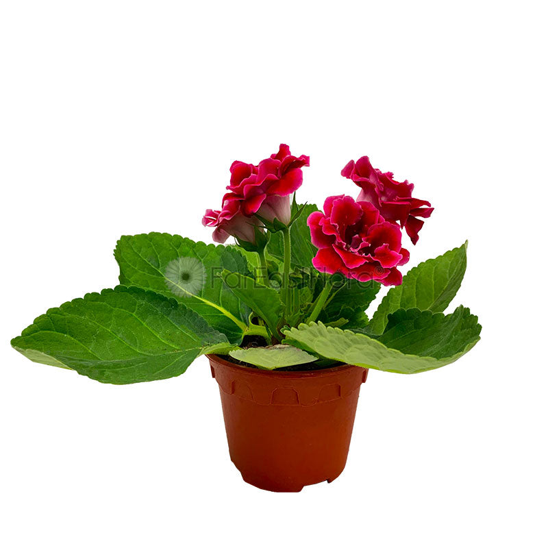 Gloxinia Red (P15c)