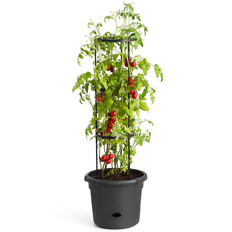 Green Basics Tomato Pot (33cm)