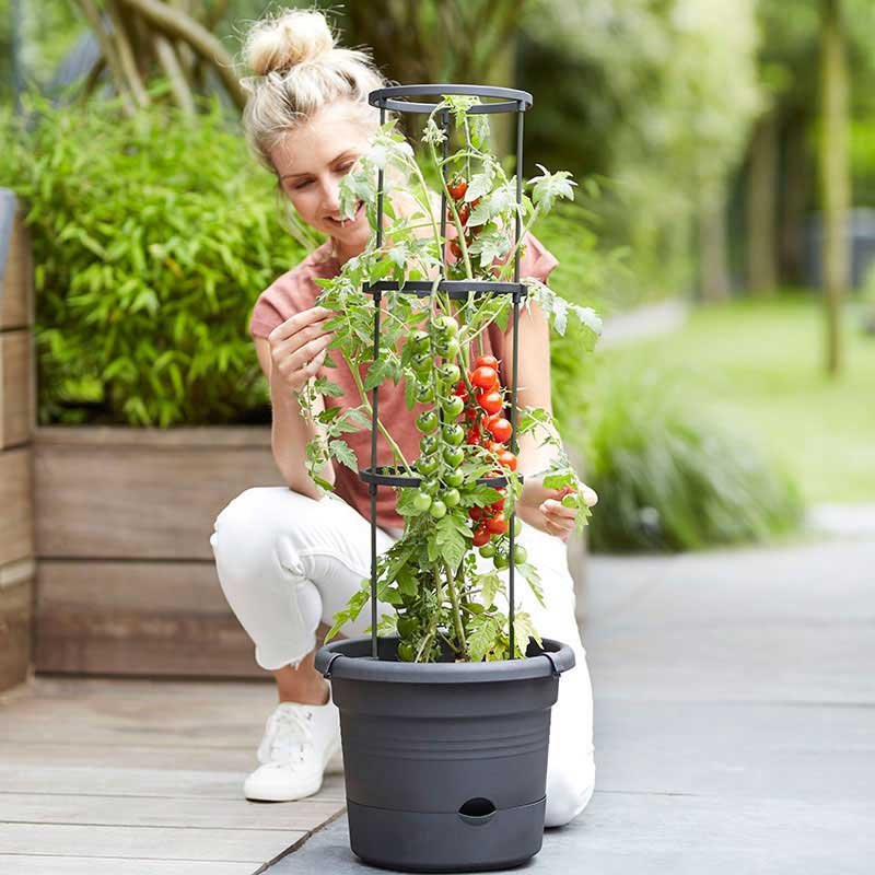 Green Basics Tomato Pot (33cm)