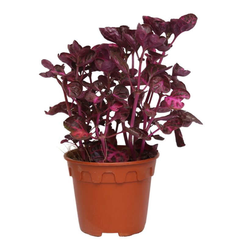 Iresine Red (P15c)
