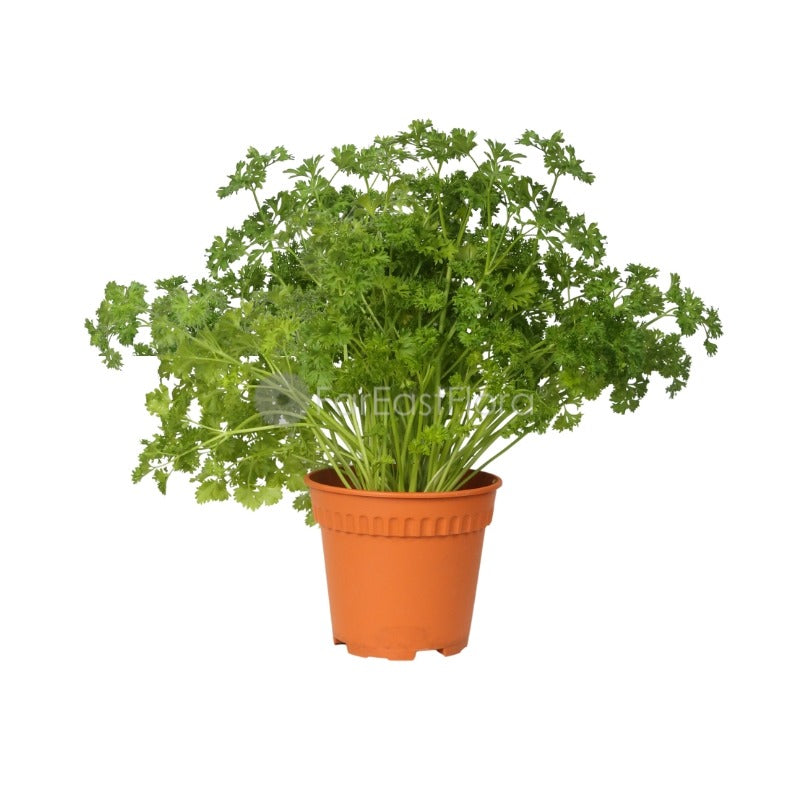 Parsley Italian (P15c)