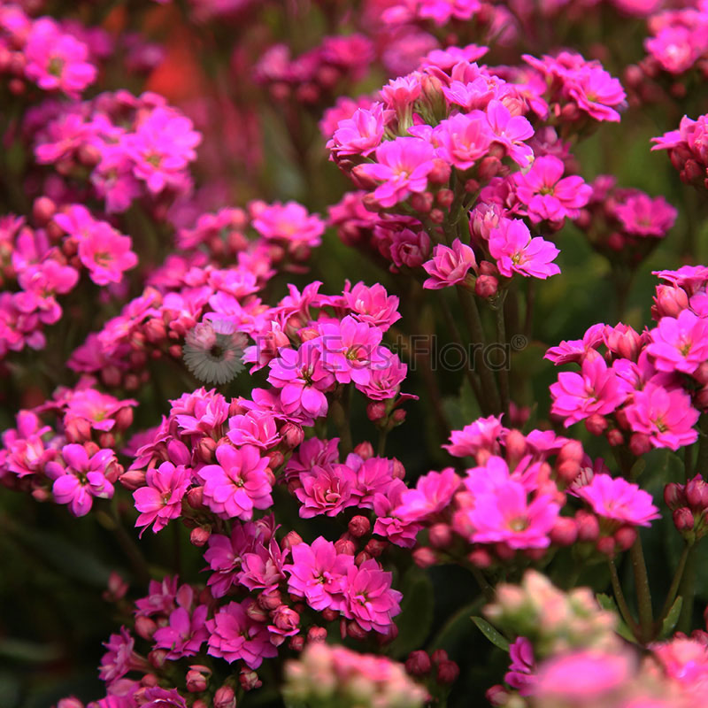 Kalanchoe Pink closeup