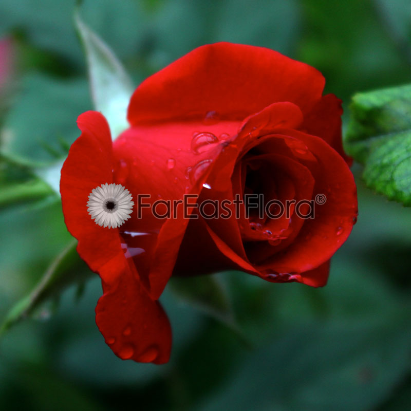 Mini Rose - Red