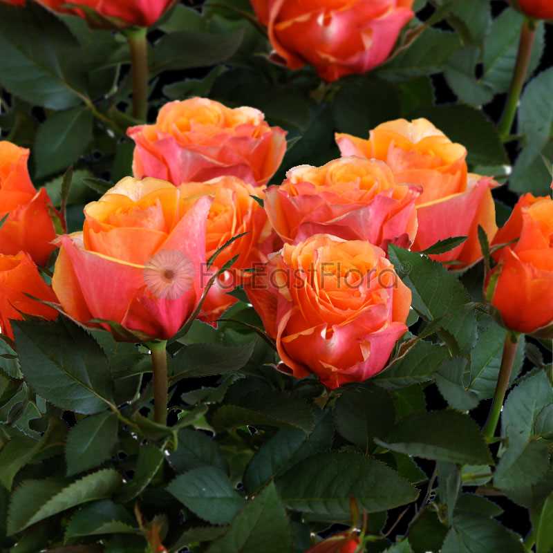 MINI ROSES ASSORTED P10.5C (YG)