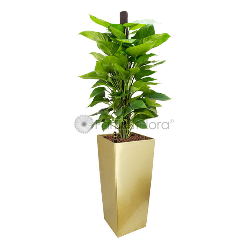 Money Plant In Plantplus Pot
