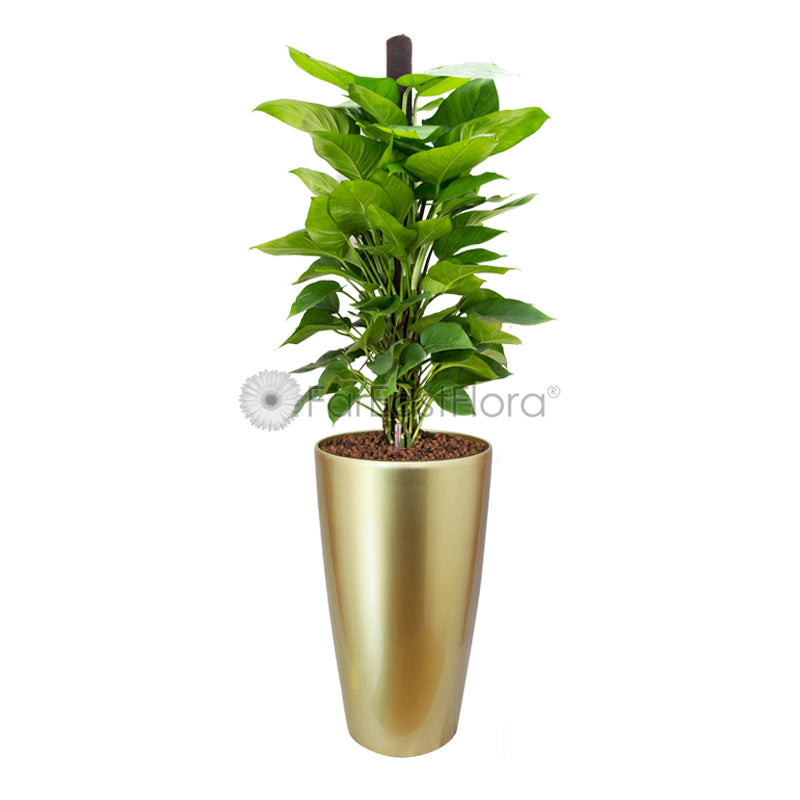 Money Plant In Plantplus Pot