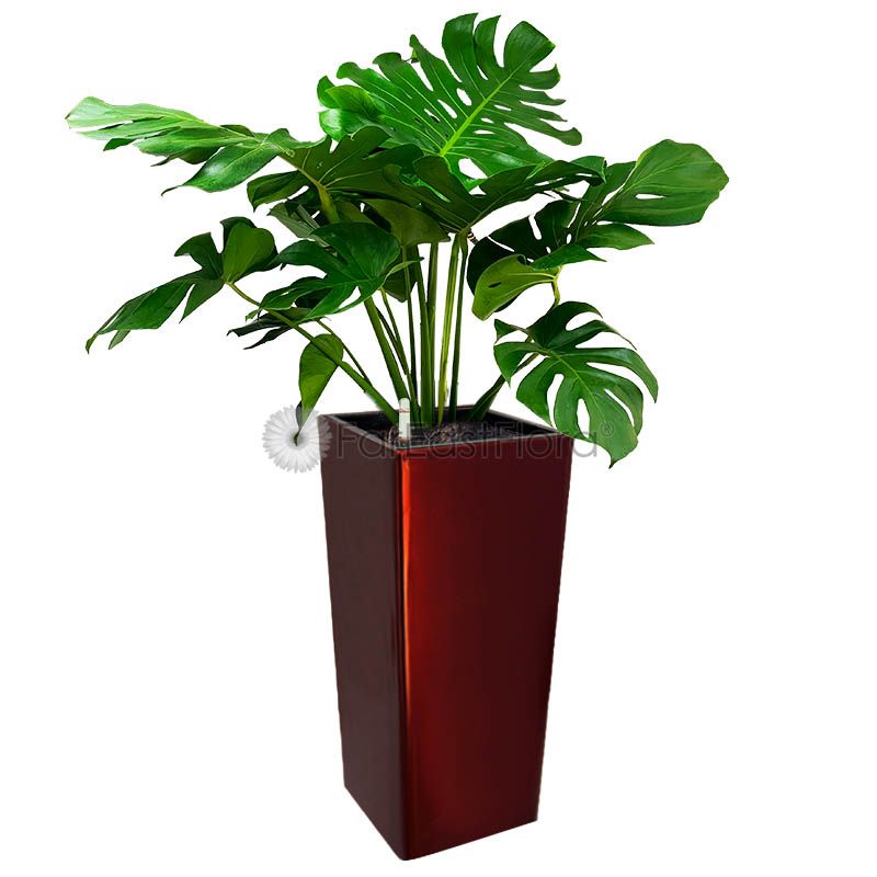 Monstera Deliciosa in GQ4 pot wine red