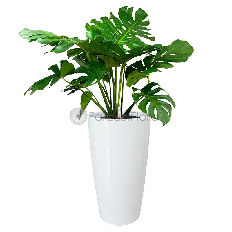 Monstera Deliciosa in HG-3301 pot white