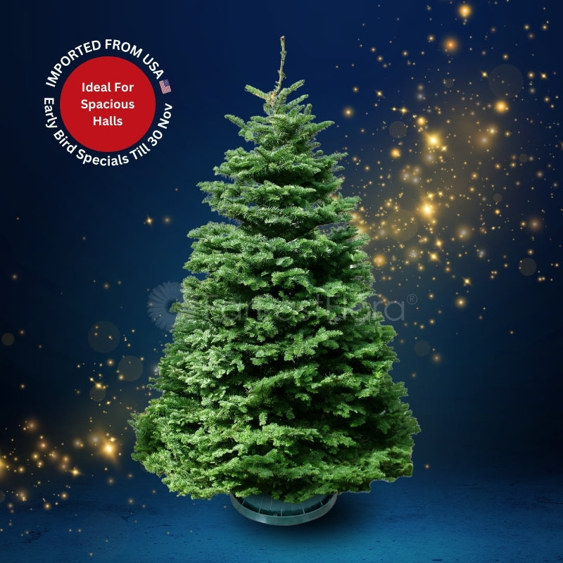 Christmas Tree - USA Noble Fir (9 - 10 ft) with Tree Stand