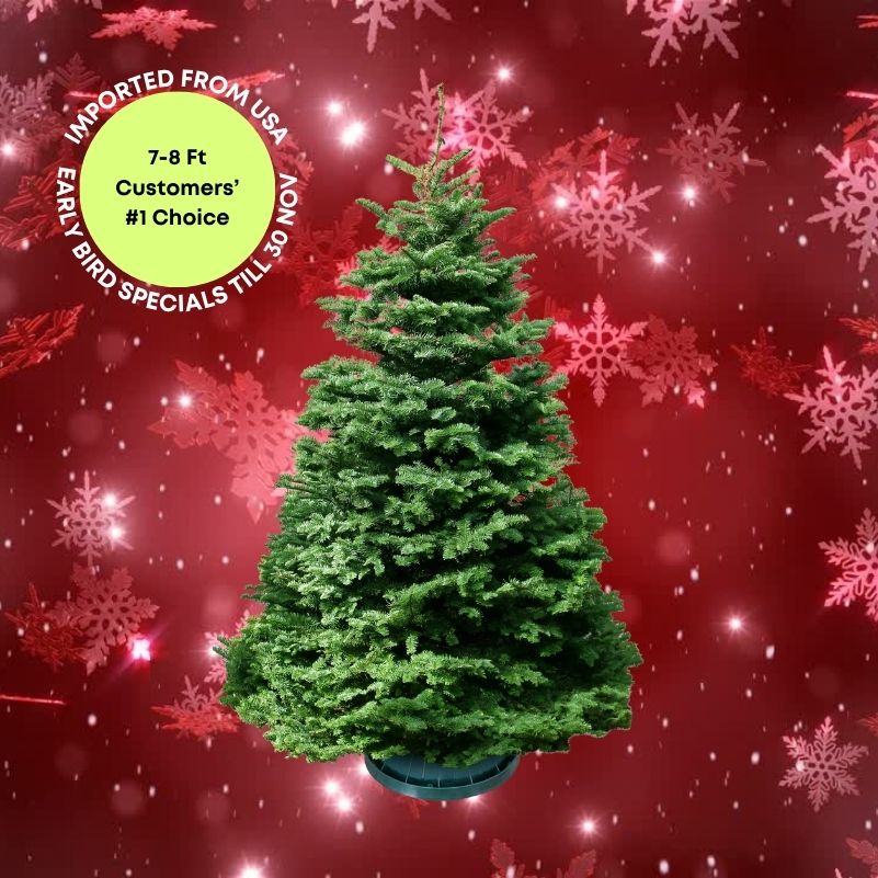 Christmas Tree - USA Noble Fir (7 - 8 ft) with Tree Stand