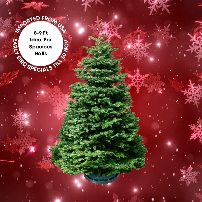 Christmas Tree - USA Noble Fir (8 - 9 ft) with Tree Stand