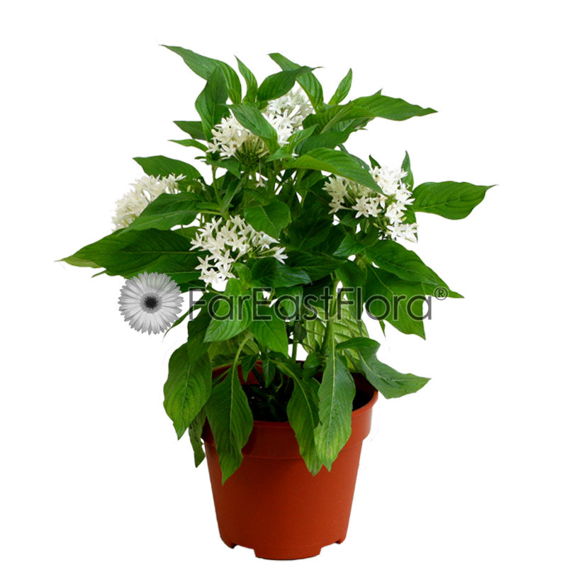Pentas (P15c) - White