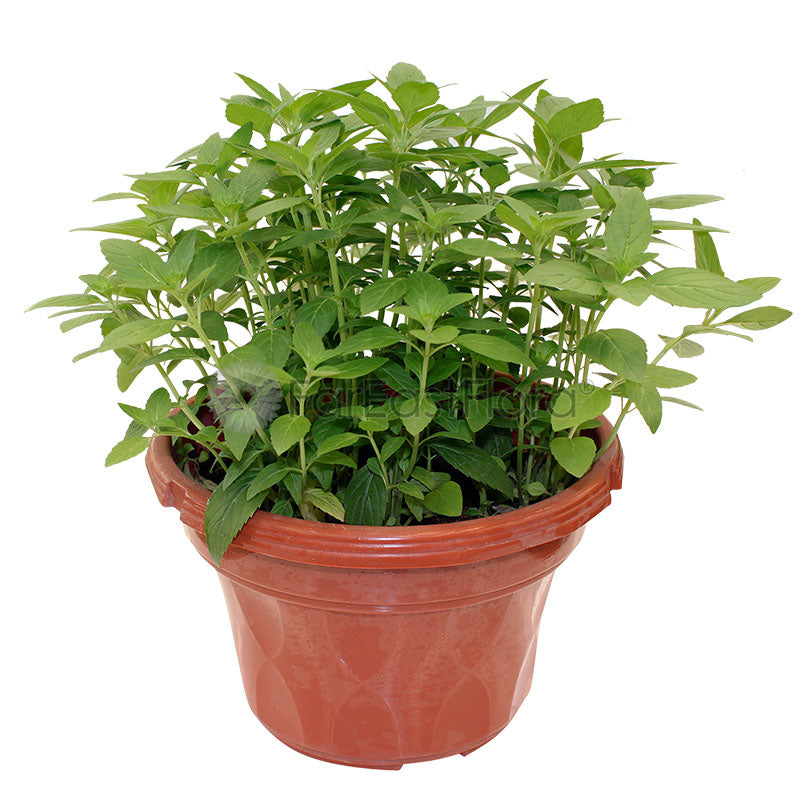 Peppermint (P15c)