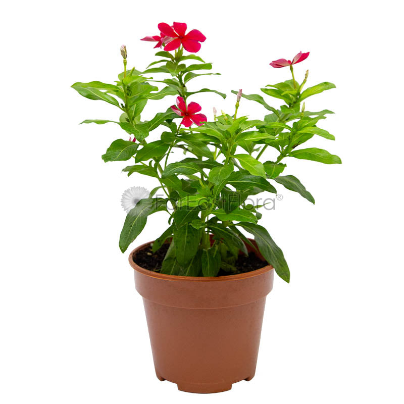 VINCA ROSEA PERIWINKLE P15C (YX)