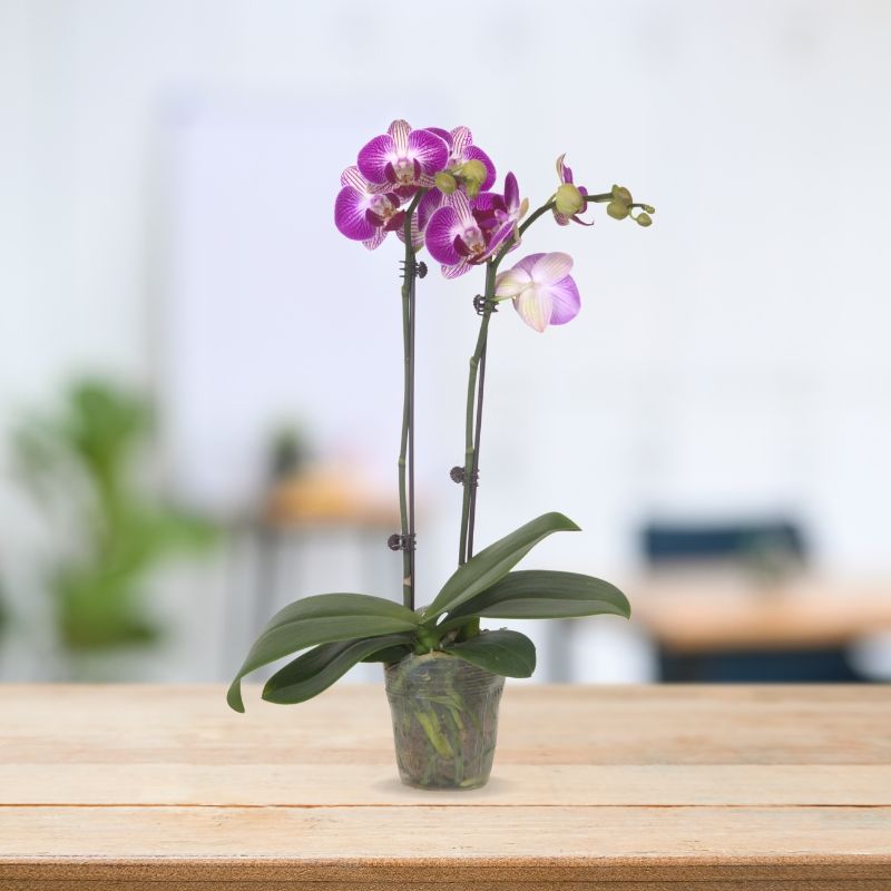 PHALAENOPSIS ASSORTED AIR-FLOWN PREMIUM AA:特级双梗3" S/O $19.90 (AF)