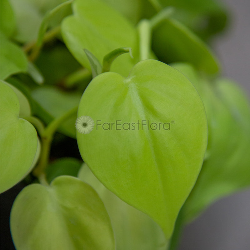 PHILODENDRON SCANDENS GOLD P12C (SL)