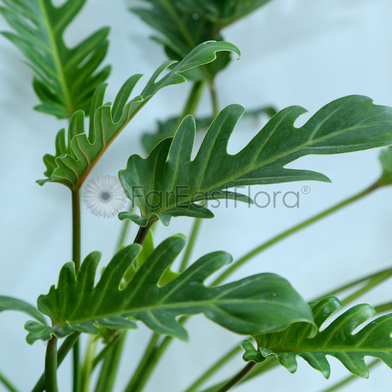 Philodendron Xanadu closeup