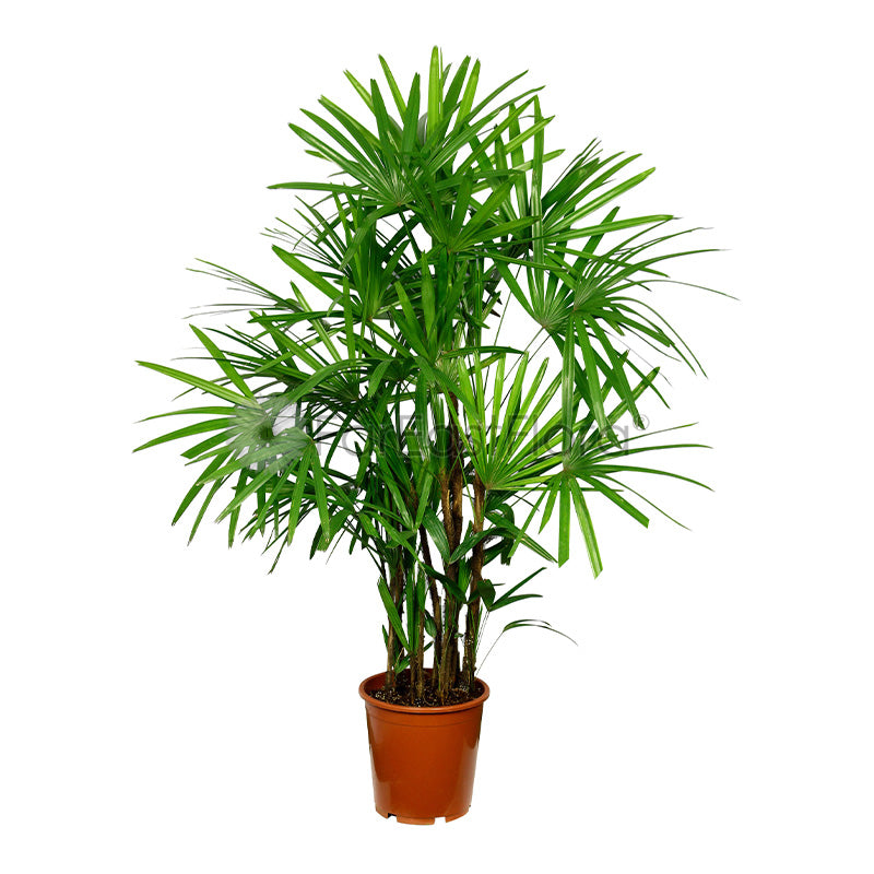 Rhapis Excelsa 'Lady Palm' nonrepotted
