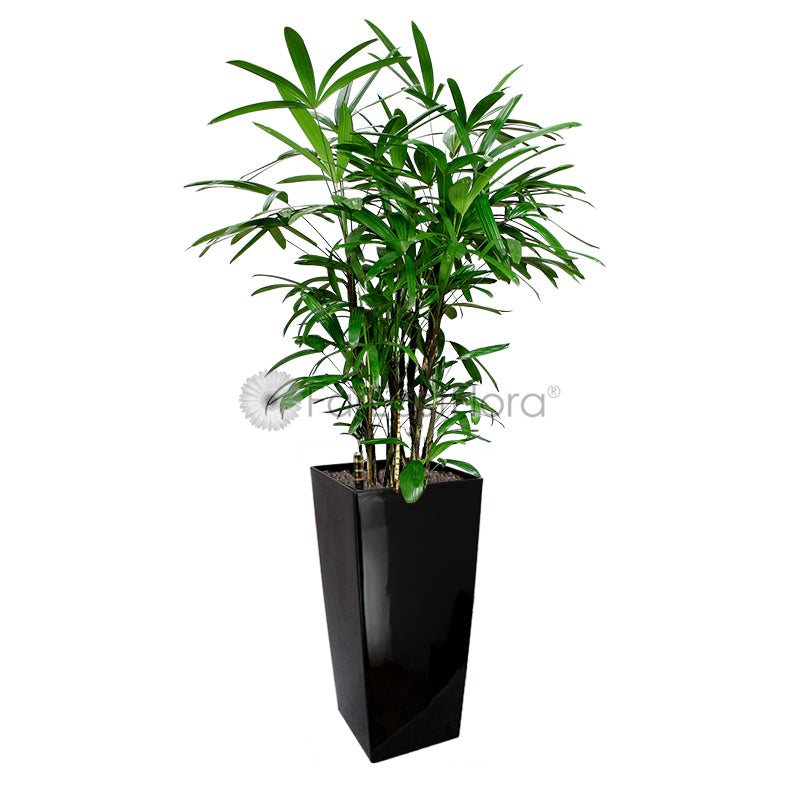 Rhapis Excelsa 'Lady Palm' In Plantplus Pot