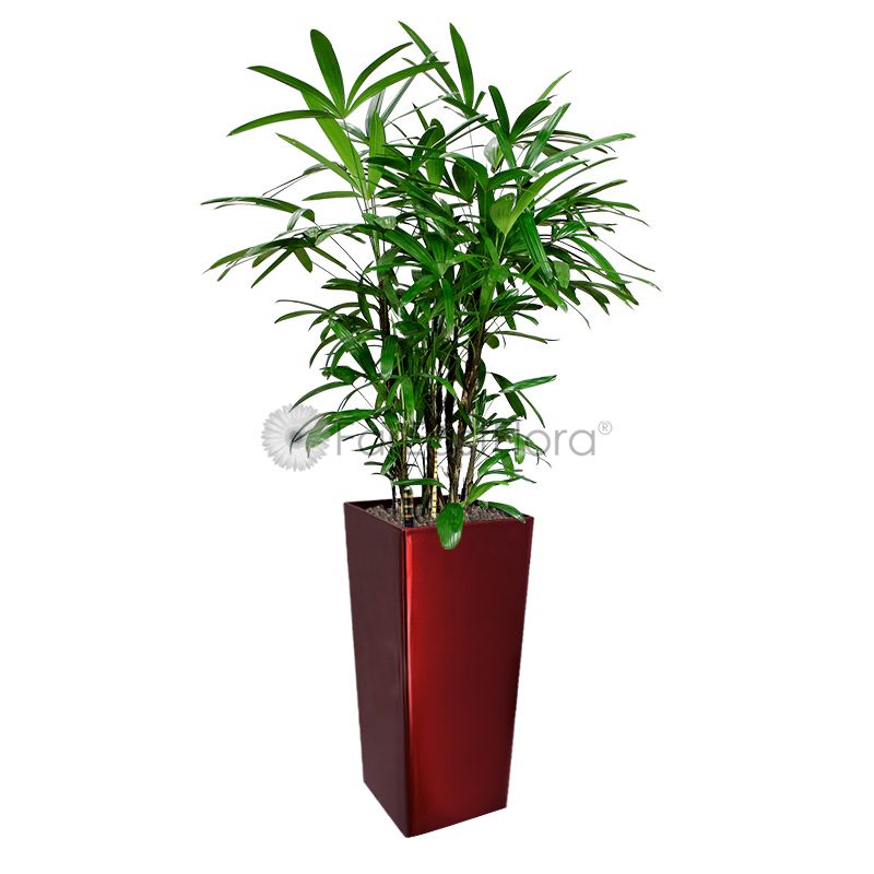 Rhapis Excelsa 'Lady Palm' In GQ4 Pot Red