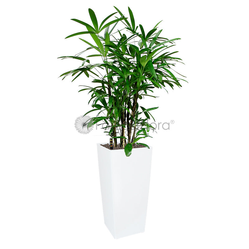 Rhapis Excelsa 'Lady Palm' In Plantplus Pot