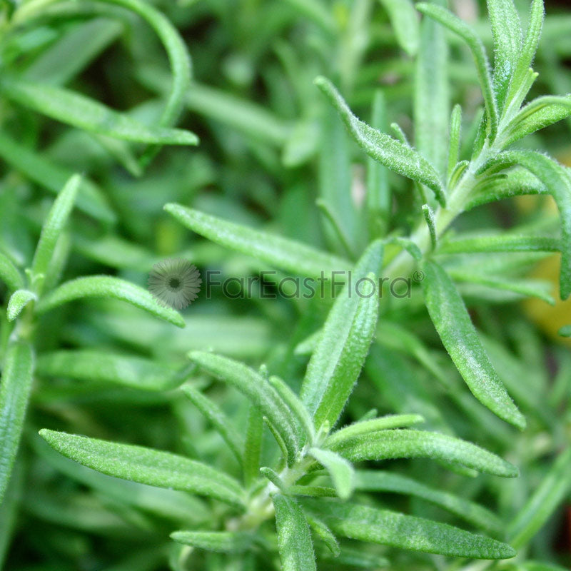 Rosemary closeup