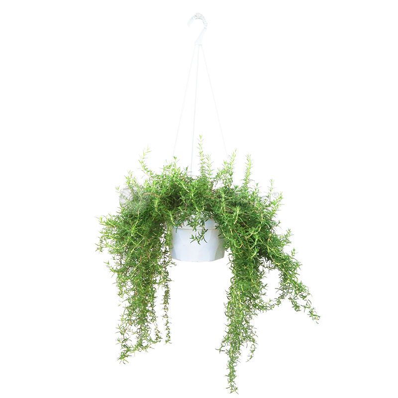Rosemary Prostratus (P15c)