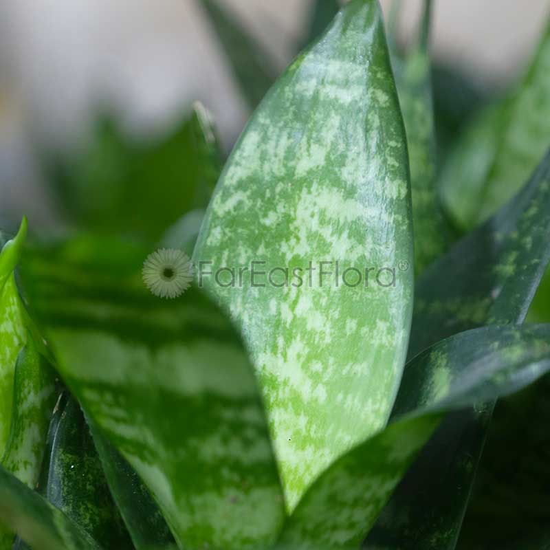 Sansevieria Green closeup