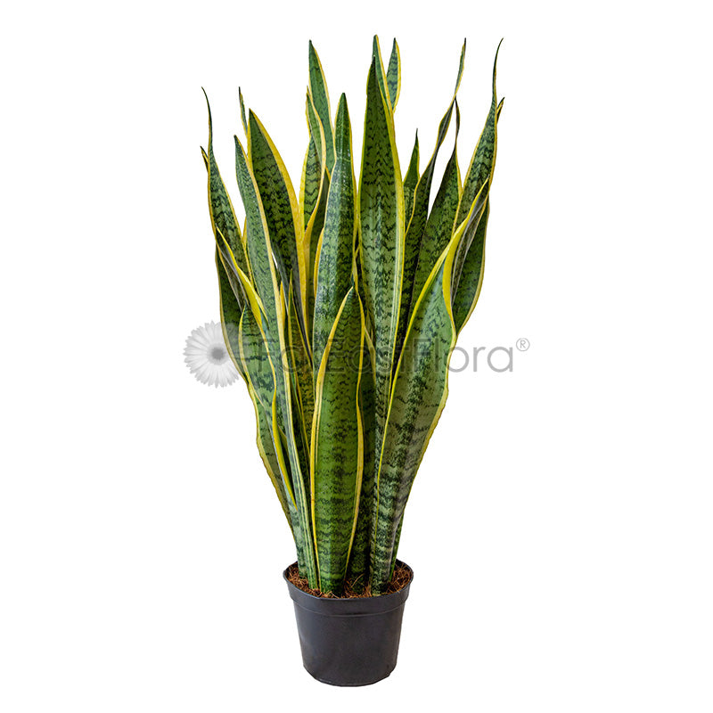 Sansevieria T. Laurentii nonrepotted