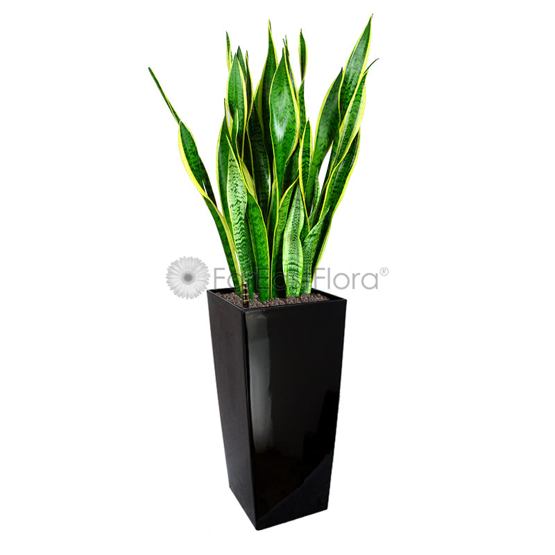 Sansevieria T. Laurentii In Plantplus Pot