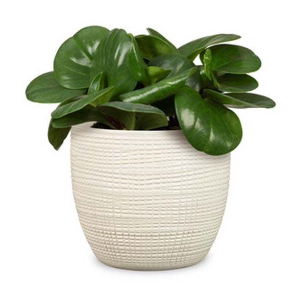 Scheurich 866/16 Corteza Cover Pot
