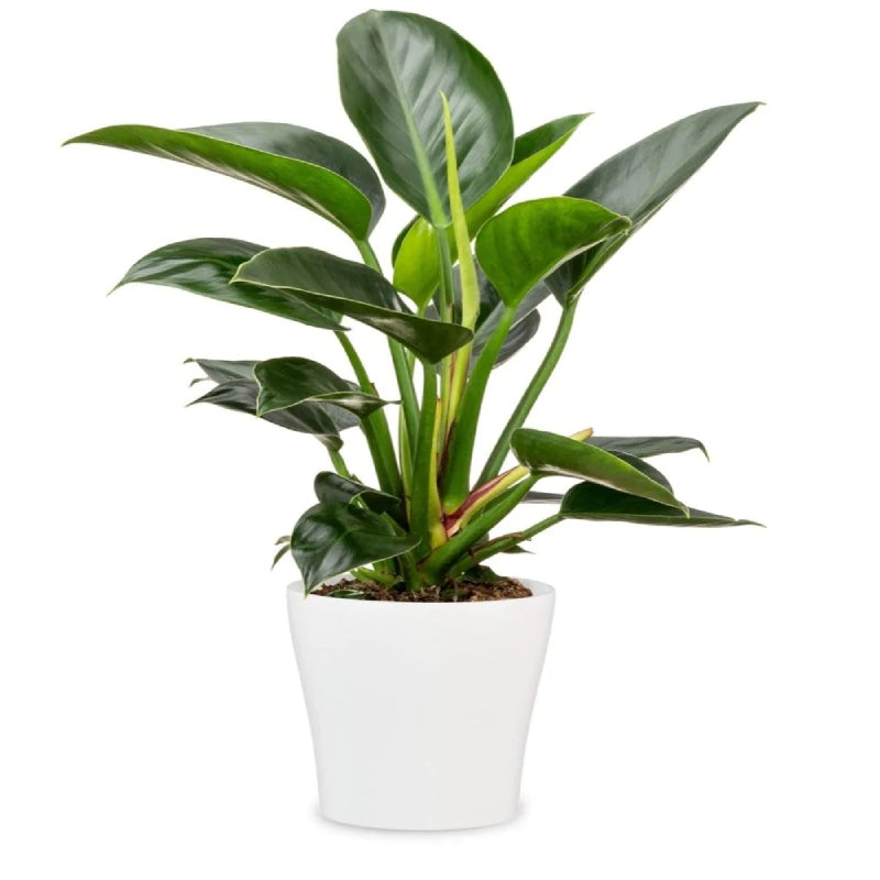 Scheurich 808/11 Cover Pot - Panna Lifestyle