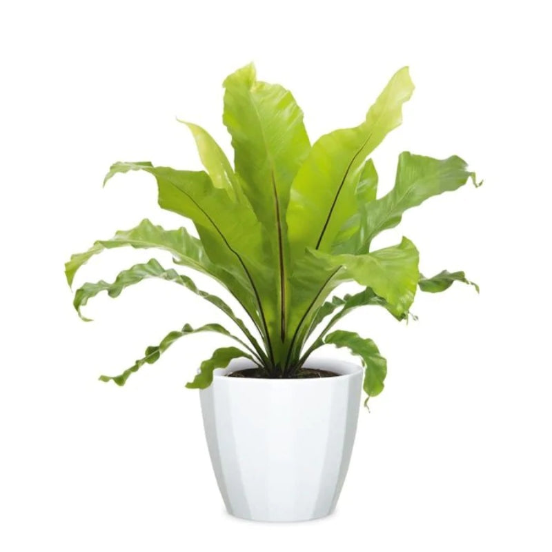 Scheurich 939/10 Cover Pot - Alaska Weiss Repotted