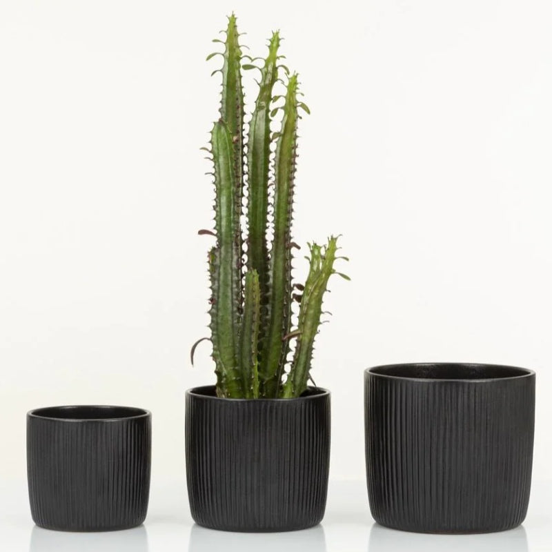 Scheurich 900/15 Solido Linea Cover Pot - Ebano
