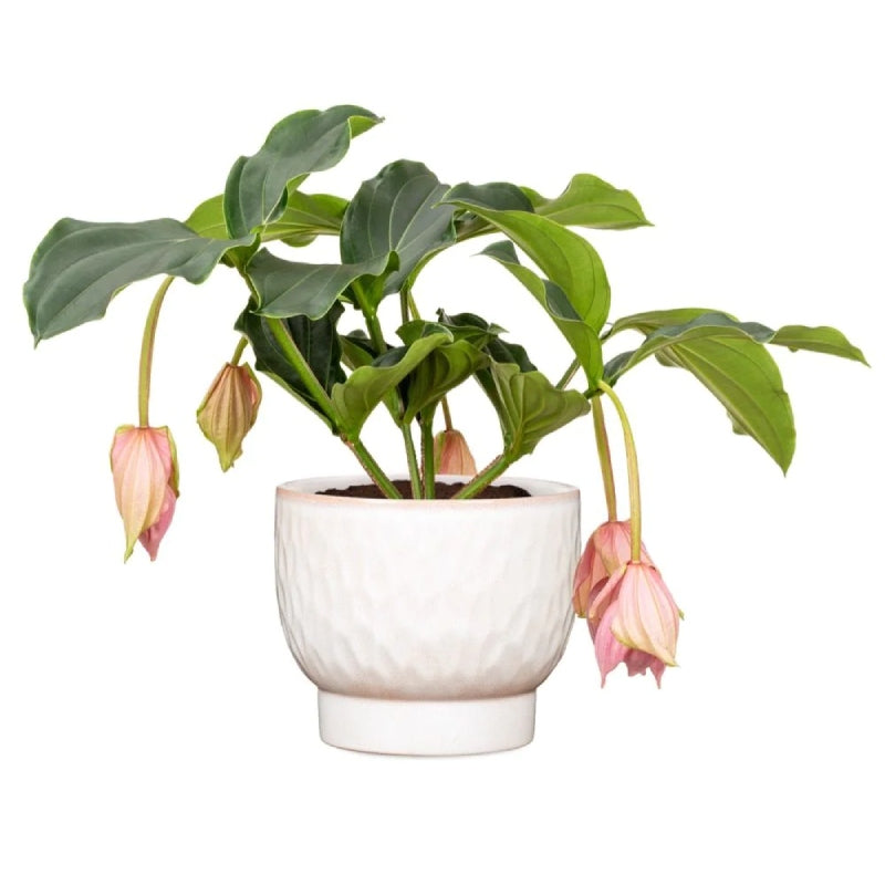 Scheurich 931/11 Cover Pot - Opale