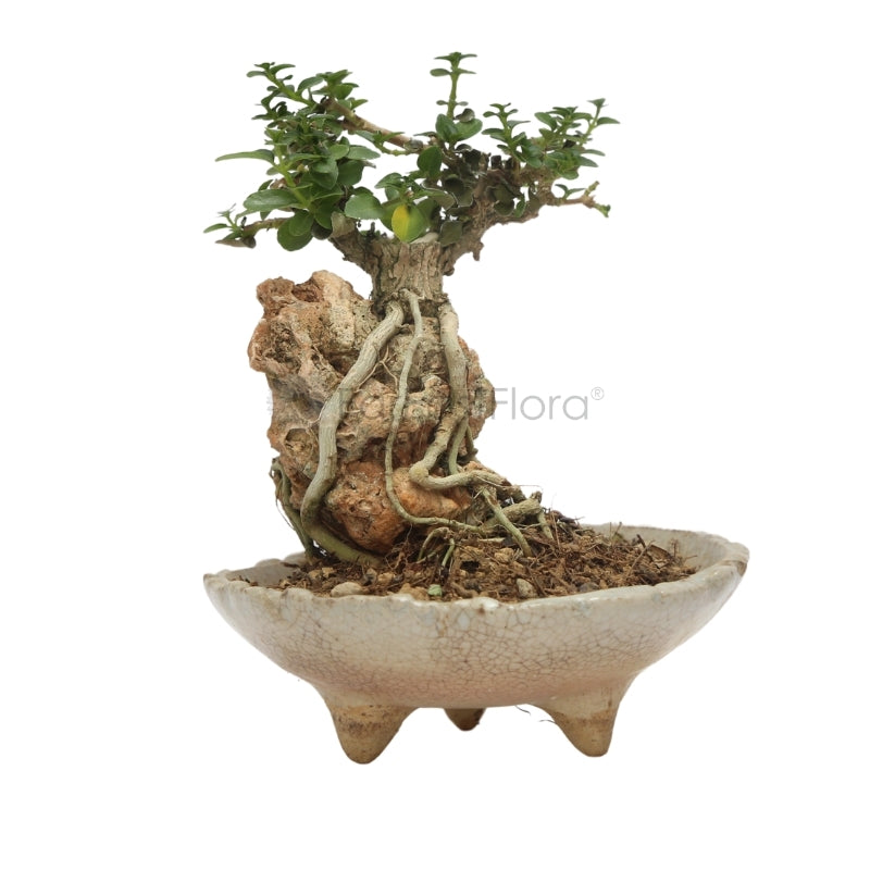 Table Bonsai mix (small)