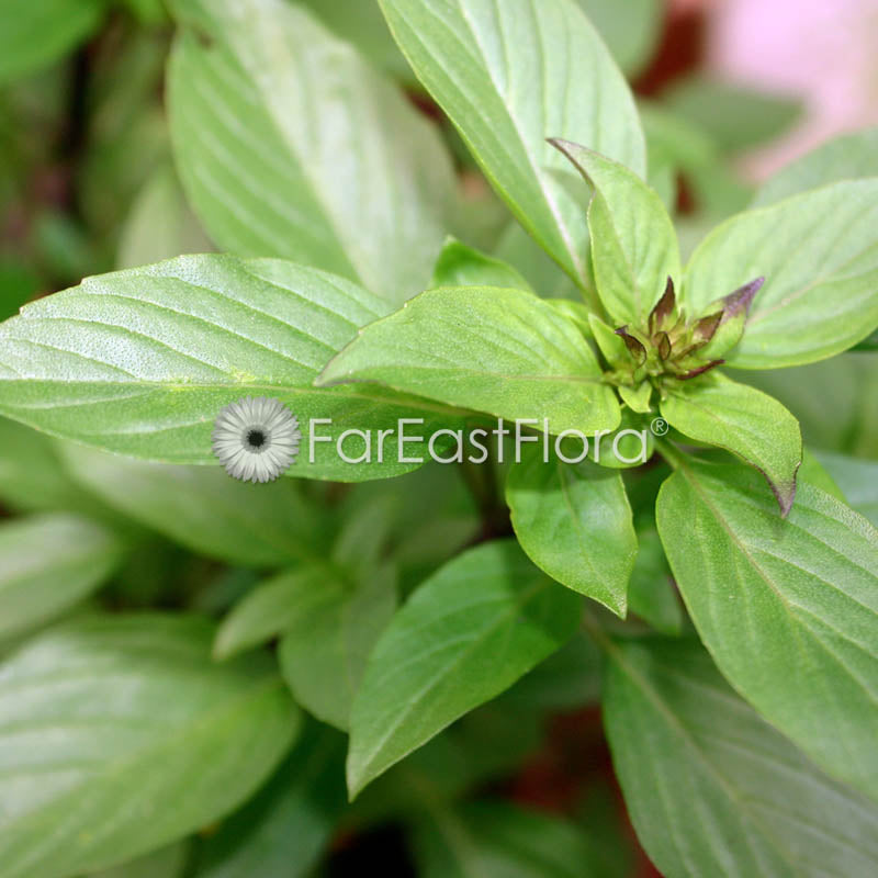 Thai Basil closeup