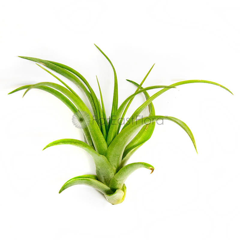 Tillandsia Brachycaulos Abdita