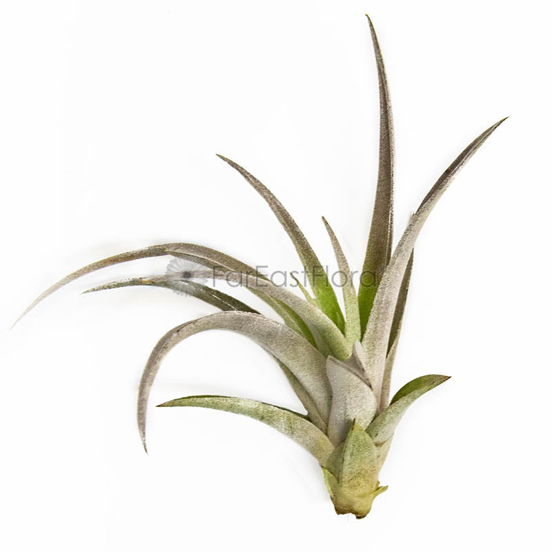 Tillandsia Harrisii